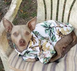 Lost Male Dog last seen maple and he thomas, Sanford, FL 32771