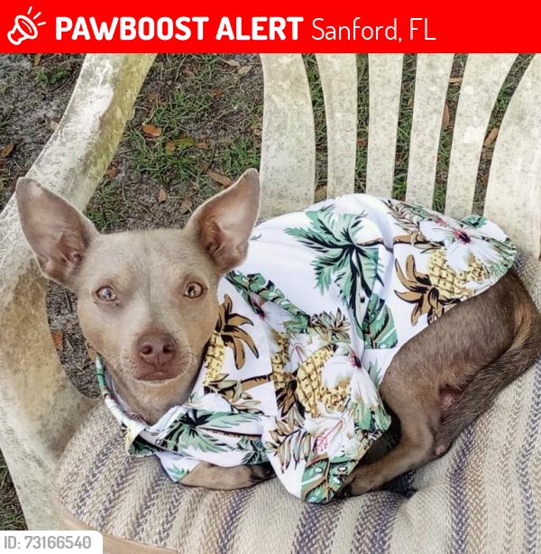 Lost Male Dog last seen maple and he thomas, Sanford, FL 32771