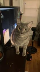 Lost Male Cat last seen McFarland, Philip street, guy park avenue, Amsterdam, NY 12010