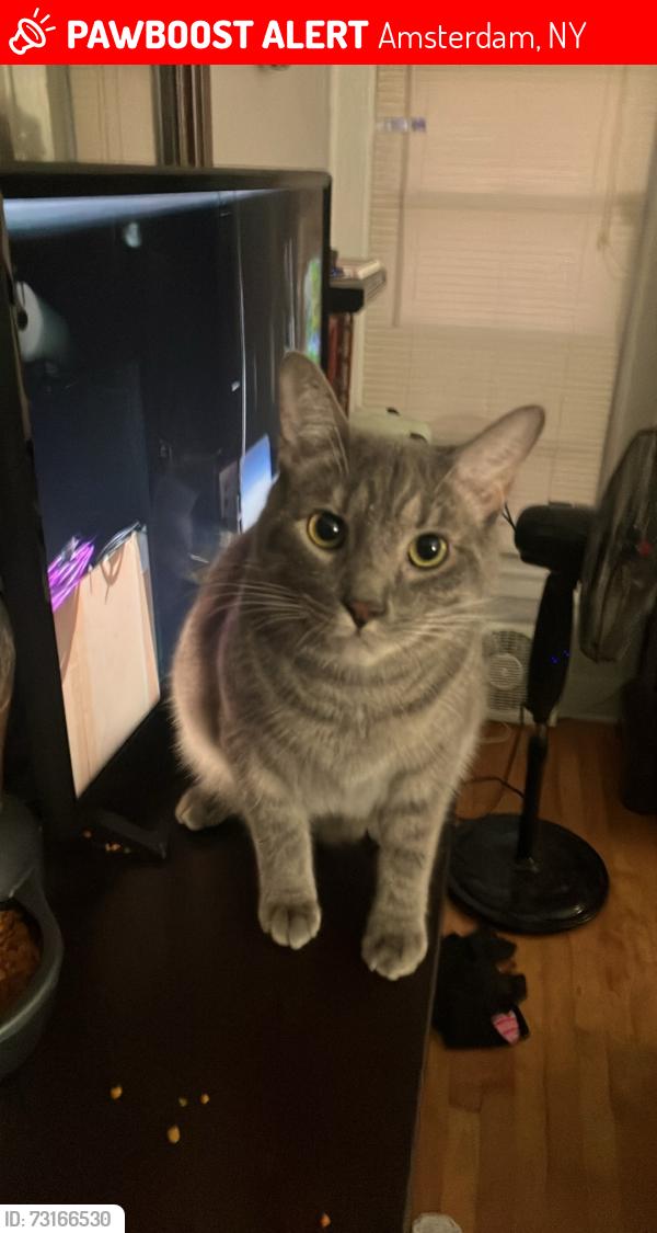Lost Male Cat last seen McFarland, Philip street, guy park avenue, Amsterdam, NY 12010