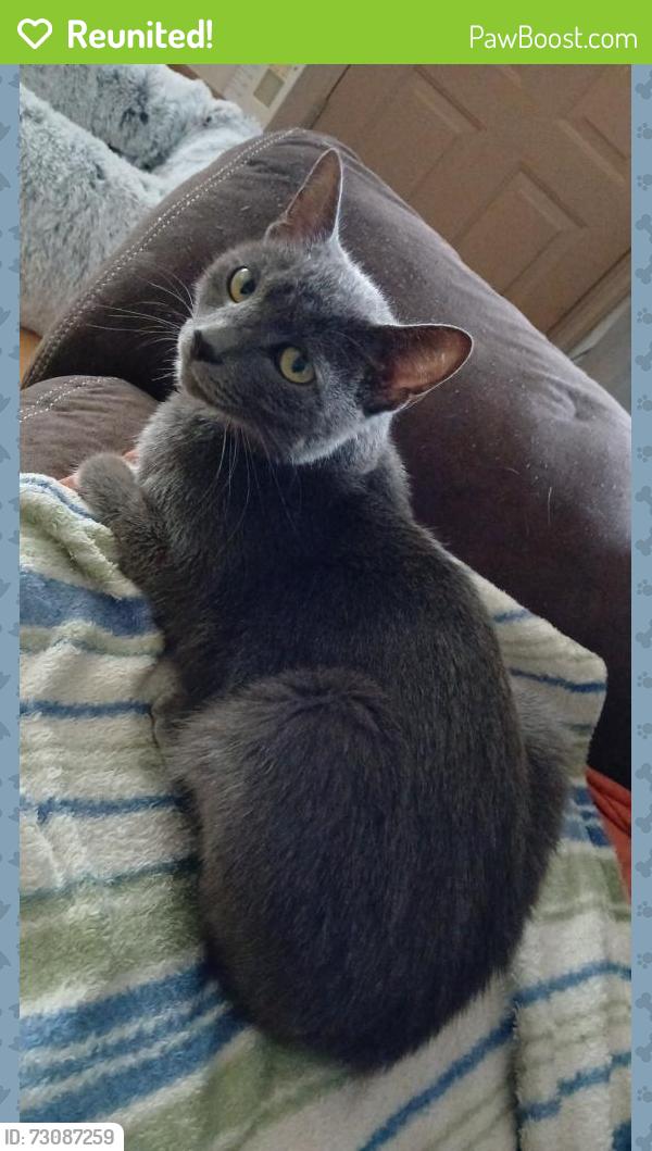 Reunited Male Cat last seen Indian valley, Danville, VA 24541