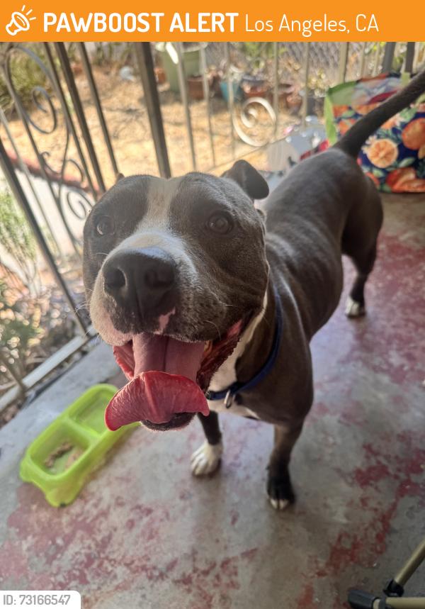 Found/Stray Male Dog last seen Pario place, Los Angeles, CA 90032