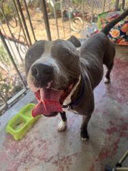 Found/Stray Male Dog last seen Pario place, Los Angeles, CA 90032