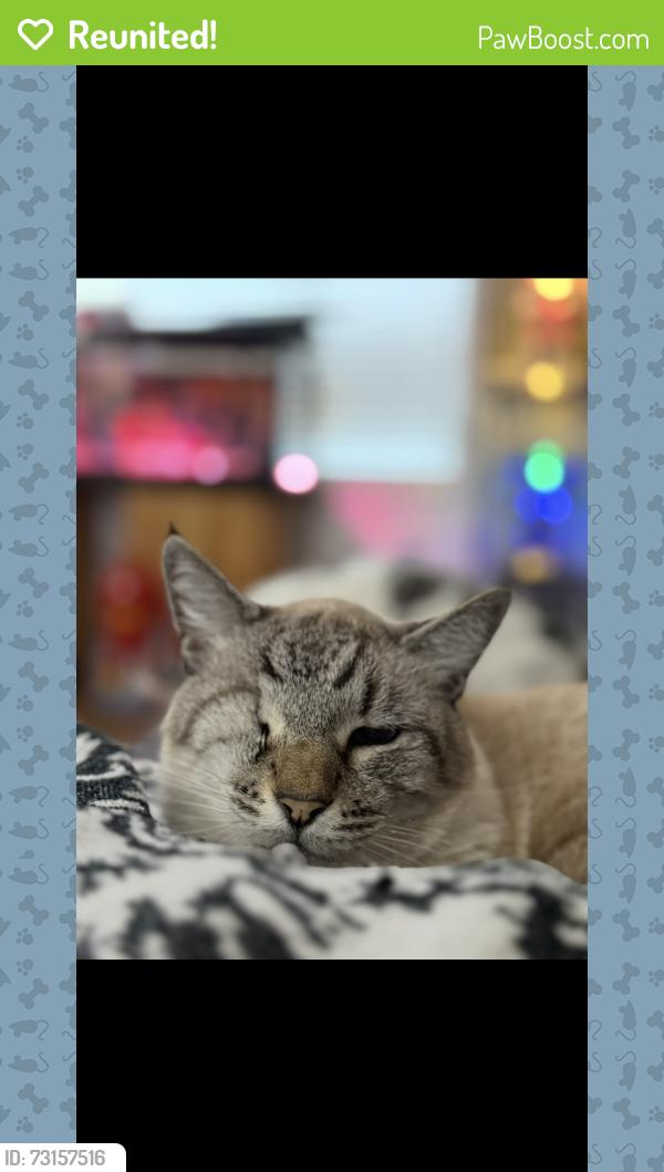 Reunited Male Cat last seen Blue Diamond & Durango, Enterprise, NV 89139