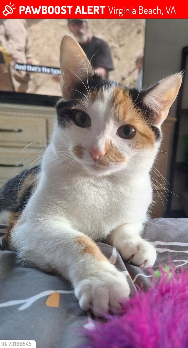 Lost Female Cat last seen Near 24th/ Baltic Ave, Virginia Beach, VA 23451
