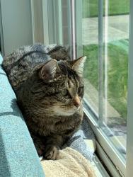 Lost Male Cat last seen Marvis Dr, Bay Village, OH 44140