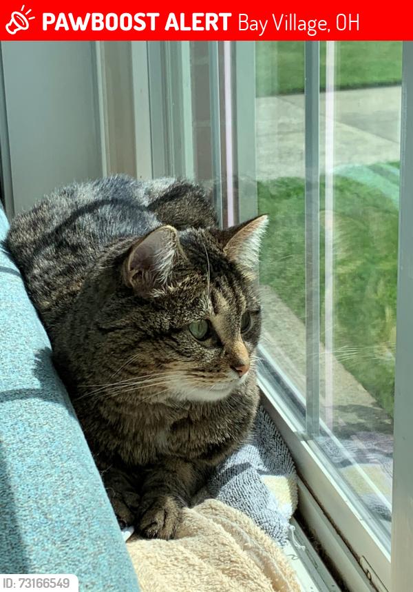 Lost Male Cat last seen Marvis Dr, Bay Village, OH 44140