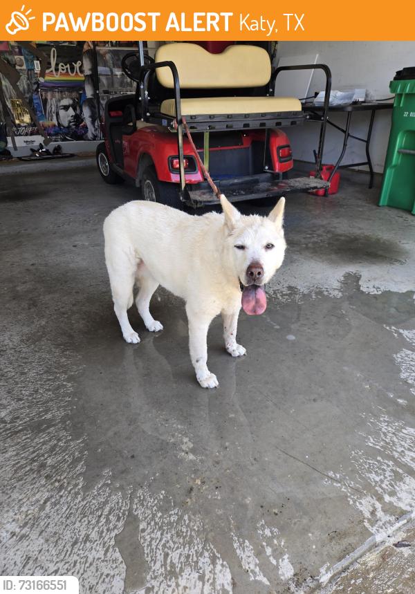 Found/Stray Female Dog last seen Tamarron, Katy, TX 77494