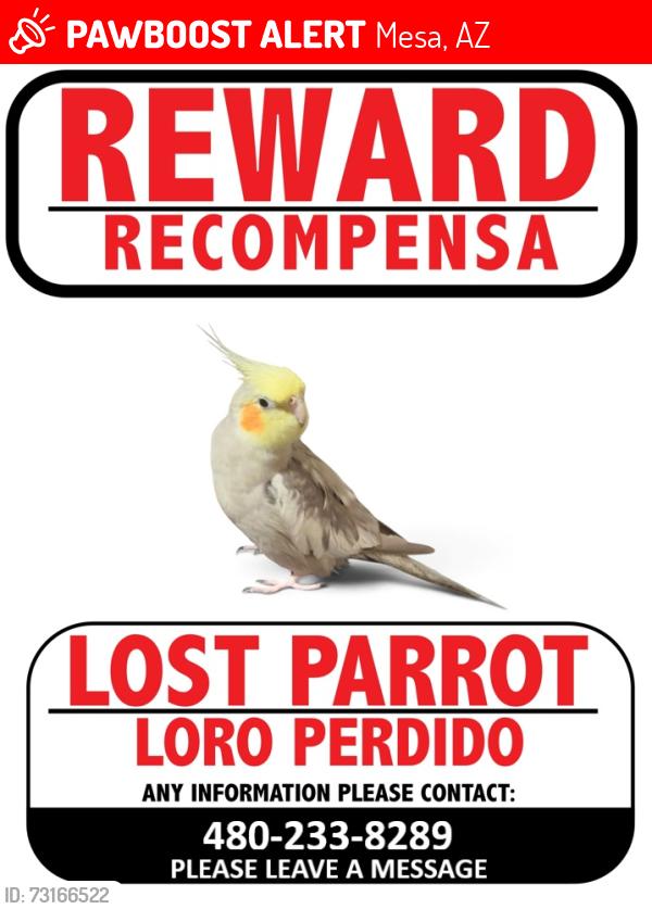 Lost Male Bird last seen Southern and Country Club, Mesa, AZ 85210