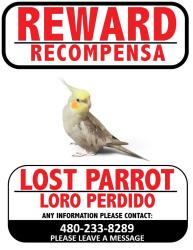 Lost Male Bird last seen Southern and Country Club, Mesa, AZ 85210