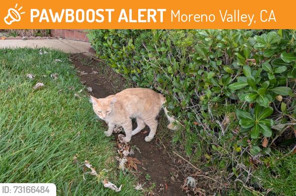 Found/Stray Male Cat last seen Hazelwood Dr & Pine Field Dr, Moreno Valley, CA 92557
