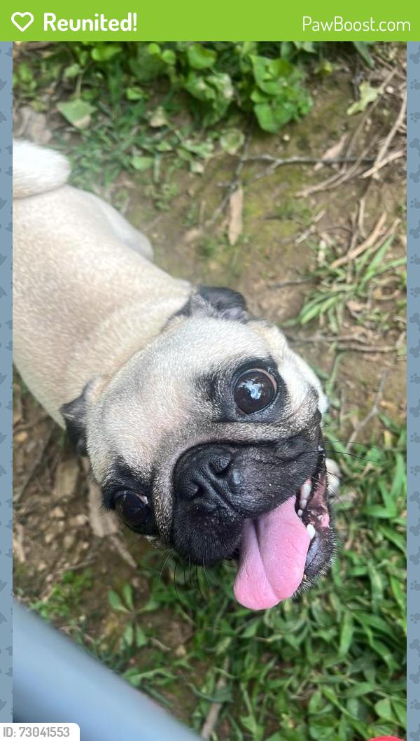 Reunited Female Dog last seen Near AR-264, Bethel Heights, AR 72764, Springdale, AR 72764
