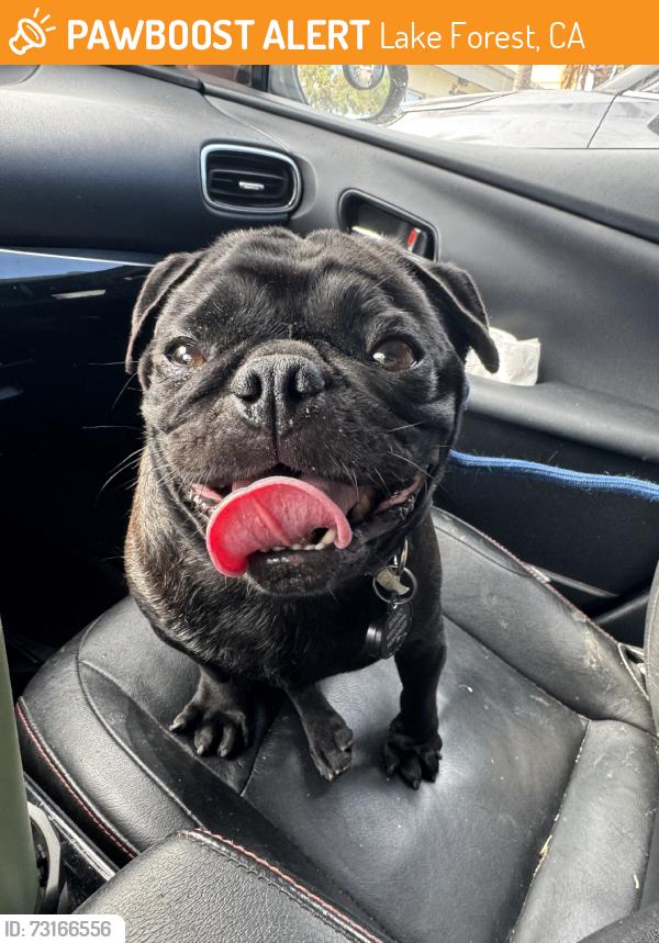 Found/Stray Male Dog last seen OC Animal Care, Lake Forest, CA 92630