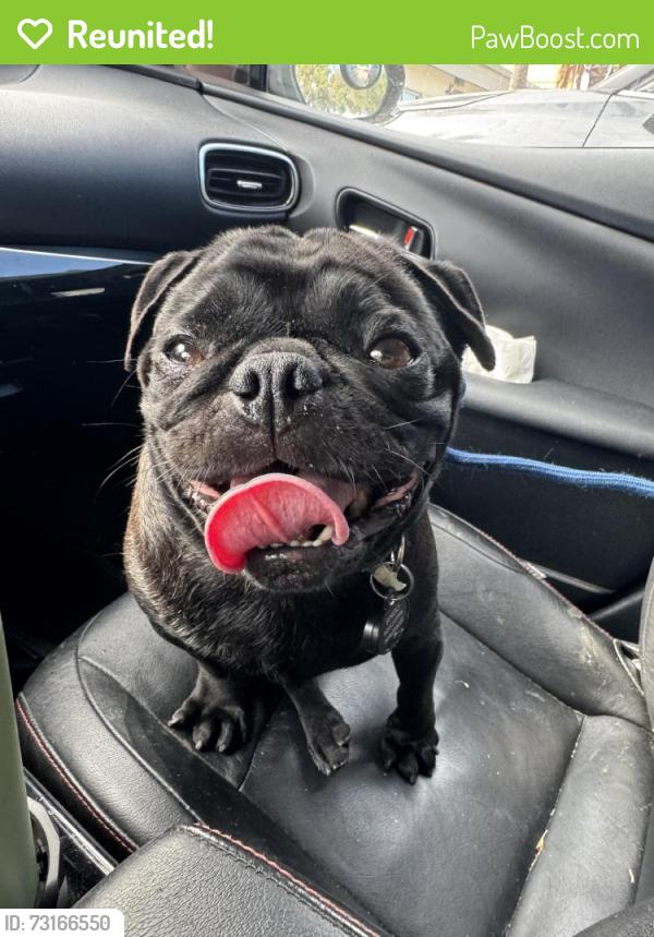 Reunited Male Dog last seen Near Victory Rd, Tustin, CA 92782, USA, Tustin, CA 92782