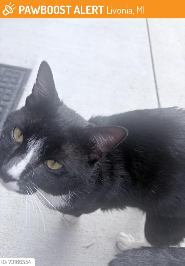Found/Stray Male Cat last seen Beverly Park Subdivision off 7 Mile Rd between Merriman and Middlebelt., Livonia, MI 48152