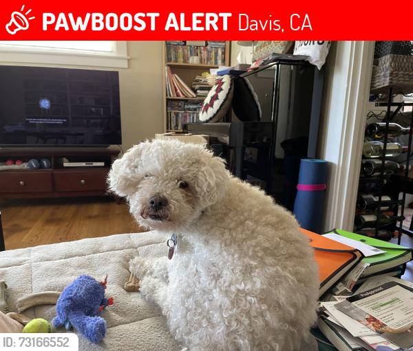 Lost Male Dog last seen Denali Dr and Lassen Pl, Davis, CA 95616