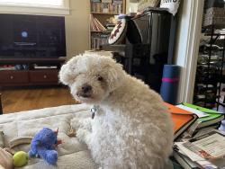 Lost Male Dog last seen Denali Dr and Lassen Pl, Davis, CA 95616
