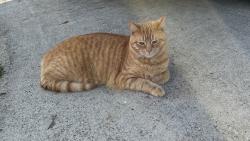 Lost Female Cat last seen Sardis Road, Greenwood Drive, Gainesville, GA 30506