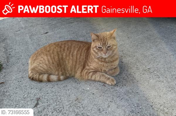 Lost Female Cat last seen Sardis Road, Greenwood Drive, Gainesville, GA 30506