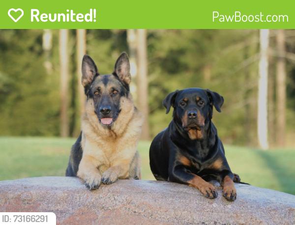 Reunited Unknown Dog last seen cooper and wimbledon, Arlington, TX 76017