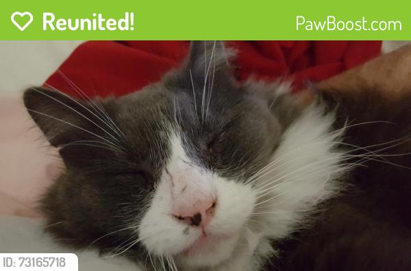 Reunited Male Cat last seen Longleaf and austrian, Blandon, PA 19510