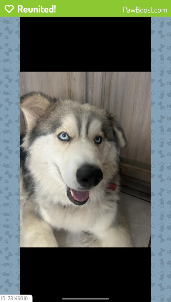 Reunited Male Dog last seen Near E Waltann Ln Phoenix, AZ 85032 United States, Phoenix, AZ 85032