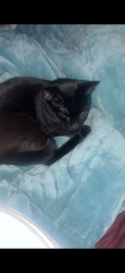 Lost Male Cat last seen Armistice ave, Jackson Township, OH 44718