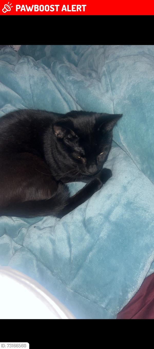 Lost Male Cat last seen Armistice ave, Jackson Township, OH 44718