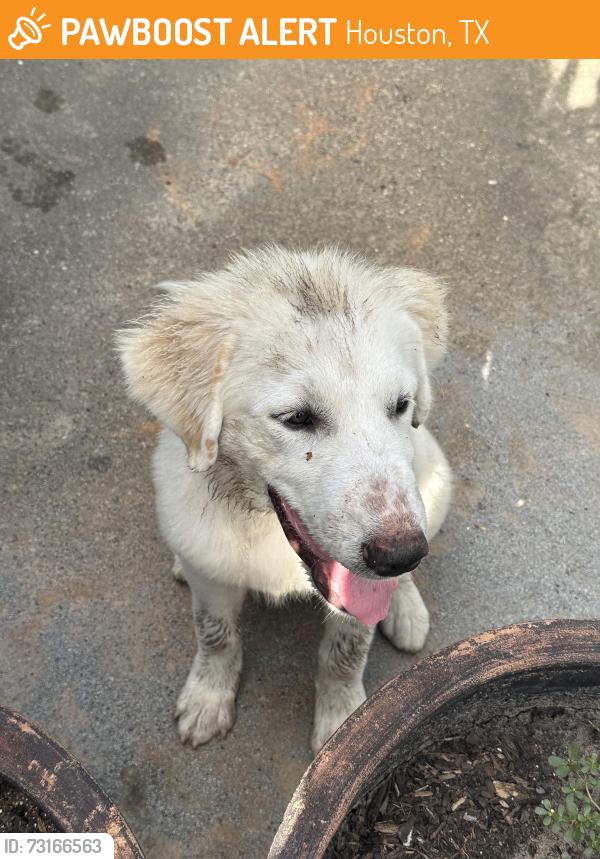 Found/Stray Female Dog last seen Willlowbrook Mall, Houston, TX 77069
