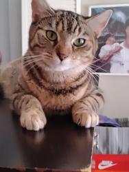 Lost Female Cat last seen Marshall & Oxford, Ventnor City, NJ 08406