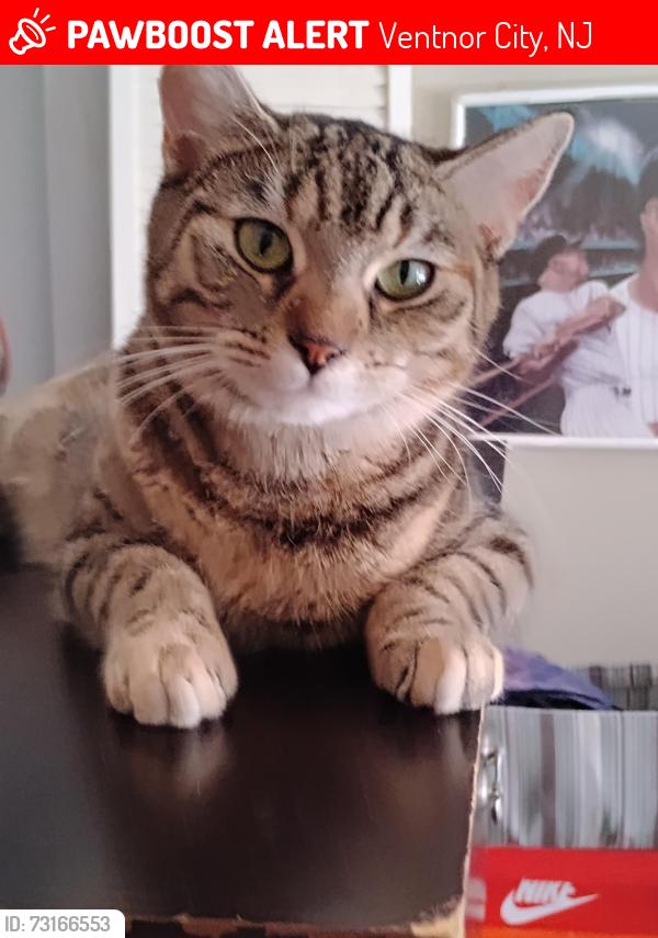 Lost Female Cat last seen Marshall & Oxford, Ventnor City, NJ 08406