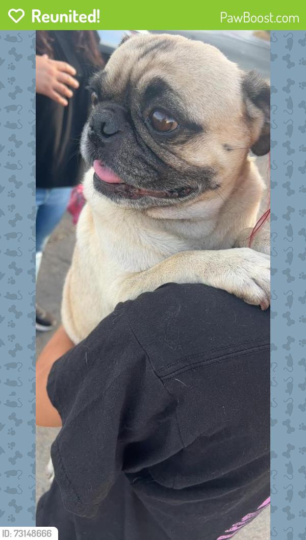 Reunited Male Dog last seen Washington & Decatur, Las Vegas, NV 89108