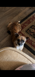Lost Male Dog last seen Near Meadowbrook gardens dr, Fort Worth, TX 76112