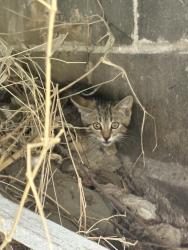 Found/Stray Unknown Cat last seen Adelaide and Maud st, London, ON 