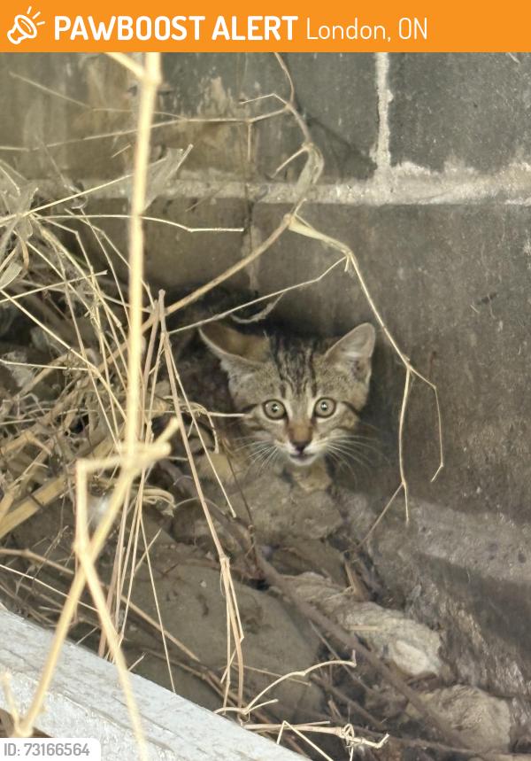 Found/Stray Unknown Cat last seen Adelaide and Maud st, London, ON 