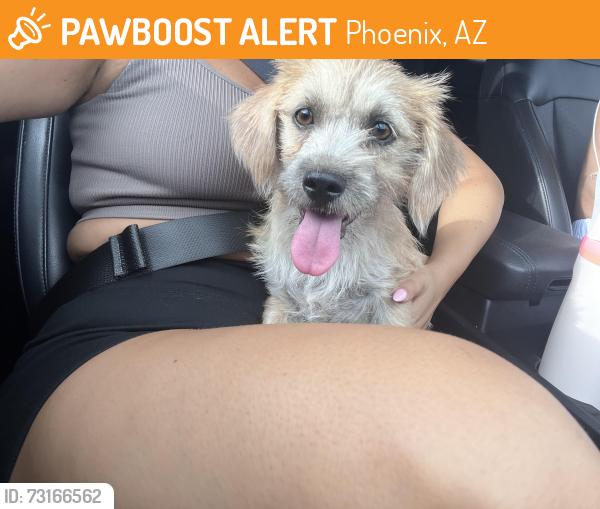 Found/Stray Male Dog last seen Near E Roeser R, Phoenix ARIZONA, Phoenix, AZ 85040