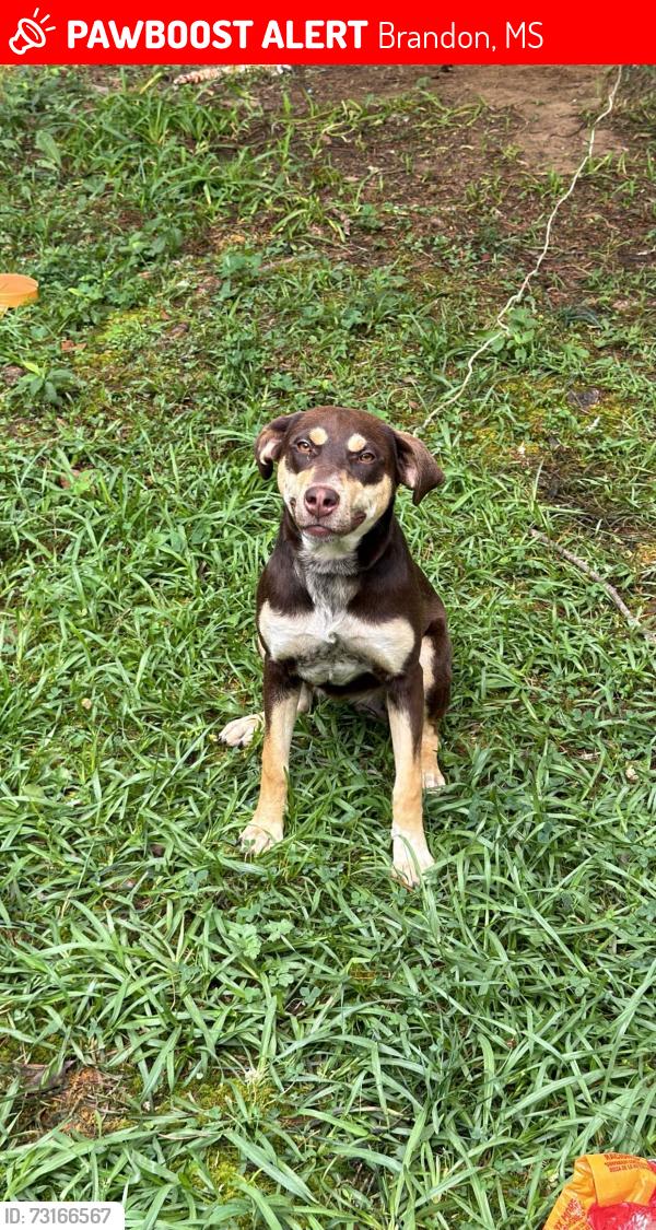 Lost Female Dog last seen Near pine hill ln, Brandon, MS 39042