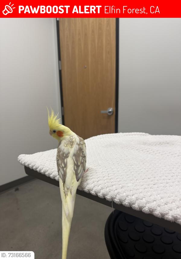 Lost Female Bird last seen Near princess kyra escondido, Escondido, CA 92029