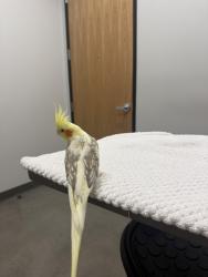 Lost Female Bird last seen Near princess kyra escondido, Escondido, CA 92029