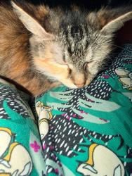 Lost Female Cat last seen Liberty Hills/ Dawson Cabin Road, Onslow County, NC 28540