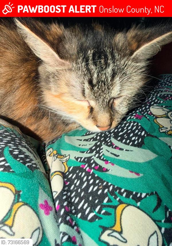 Lost Female Cat last seen Liberty Hills/ Dawson Cabin Road, Onslow County, NC 28540
