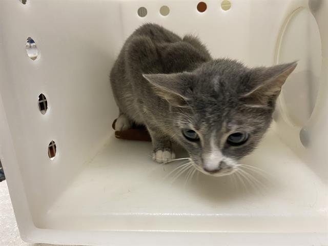 Shelter Stray Female Cat last seen Near BLOCK W VILLARD AVE, 3839 W Burnham St, West Milwaukee, WI 53215, USA