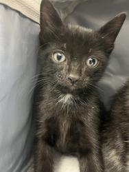 Shelter Stray Unknown Cat last seen Near BLOCK SW 11 AV, HALLANDALE FL 33009, 2400 SW 42nd St, Fort Lauderdale, FL 33312, USA