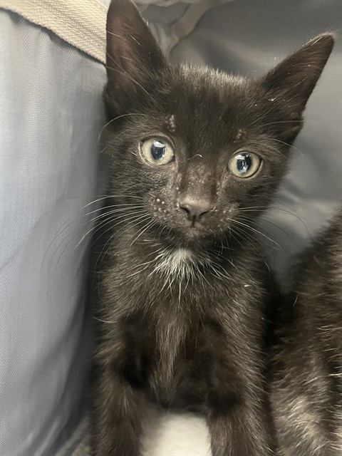 Shelter Stray Unknown Cat last seen Near BLOCK SW 11 AV, HALLANDALE FL 33009, 2400 SW 42nd St, Fort Lauderdale, FL 33312, USA