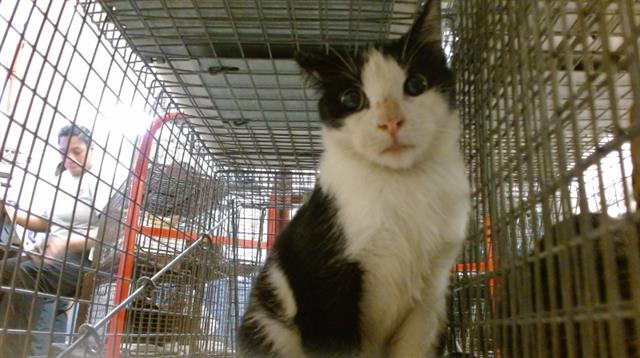Shelter Stray Female Cat last seen Near BLOCK SW 232 TER, 3599 NW 79th Ave, Doral, FL 33122, USA