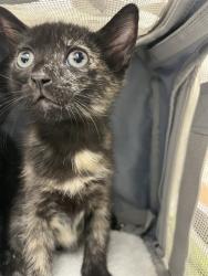 Shelter Stray Unknown Cat last seen Near BLOCK SW 11 AV, HALLANDALE FL 33009, 2400 SW 42nd St, Fort Lauderdale, FL 33312, USA