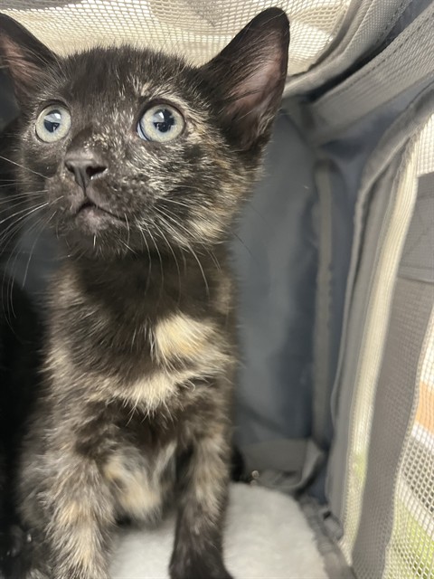 Shelter Stray Female Cat last seen Near BLOCK SW 11 AV, HALLANDALE FL 33009, 2400 SW 42nd St, Fort Lauderdale, FL 33312, USA