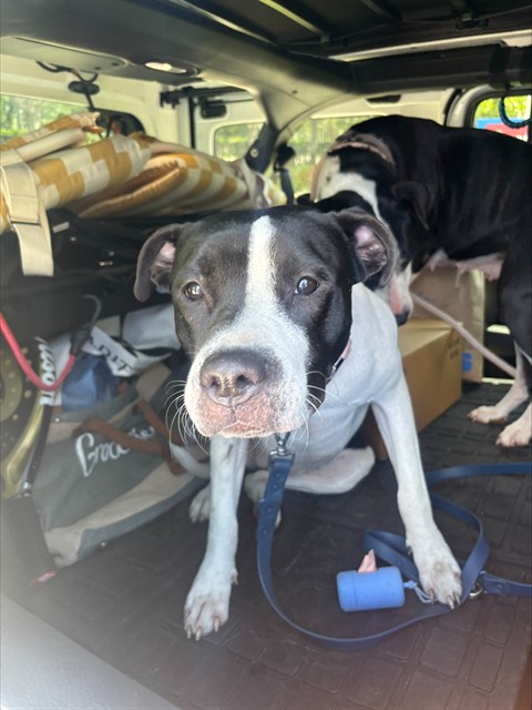 Shelter Stray Female Dog last seen NE 10TH AVE & ATLANTIC SHORES BLVD, HALLANDALE BEACH, FLORIDA, 2400 SW 42nd St, Fort Lauderdale, FL 33312, USA