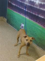 Shelter Stray Female Dog last seen Near BLOCK AVE 230 TER, 3599 NW 79th Ave, Doral, FL 33122, USA