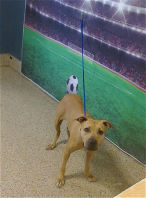 Shelter Stray Female Dog last seen Near BLOCK AVE 230 TER, 3599 NW 79th Ave, Doral, FL 33122, USA